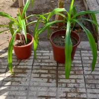 فروش گل|گل و گیاه طبیعی|مبارکه, |دیوار