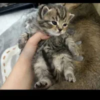 گربه اسکاتیش