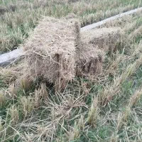 فروش کمل برای گاو گوسفند