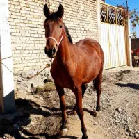 کره مادیون|اسب و تجهیزات اسبسواری|نهاوند, |دیوار