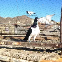 سه تا تاختی