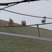 کبوتر|پرنده|ماکو, |دیوار