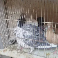 دوردکبوتر|پرنده|شیراز, سعدیه شمالی|دیوار