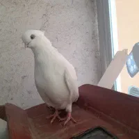 سفید نوک جم کاکولی|پرنده|میانه, |دیوار