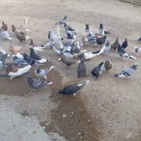 دسته کفتری بی عیب خوب همه رنگ همه مدل|پرنده|شیراز, ارم|دیوار