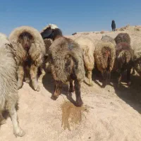 . تعداد ۲۰راس شیشک میش داشتی|حیوانات مزرعه|ارژن, |دیوار