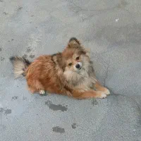 پامرروباهی