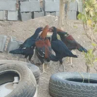 لاری‌های اصیل افغان|حیوانات مزرعه|الوند, |دیوار