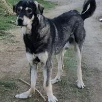 واگذاری سگ عراقی