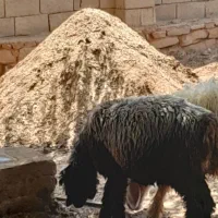 کود حیوانی ،تمیز|گل و گیاه طبیعی|مسجد سلیمان, |دیوار
