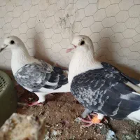 جفت گراف سیاه و هفت رنگ جوان آس|پرنده|مشهد, ولیعصر (شهرک غرب)|دیوار