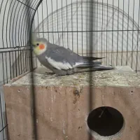 یک جفت عروس هلندی مولد جوجه داده