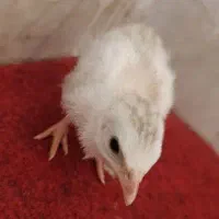 جوجه شاخدار