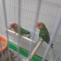 طوطی برزیلی فوق مولد معاوضه