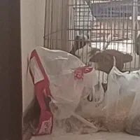 جوجه کفتر نوک زاغ فنچ نوک کلاغ