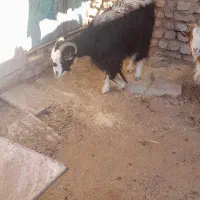 دو راس بز  یکیش آبستن سنگین|حیوانات مزرعه|زرندیه, |دیوار