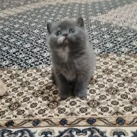 واگذاری گربه