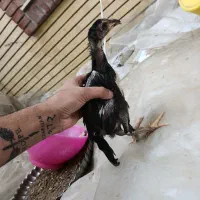 جوجه لاری اصل