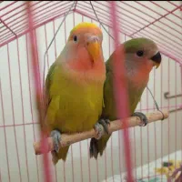 جوجه طوطی کوتوله برزیلی