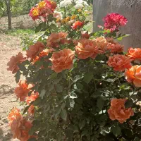 باغ و دامپروری|فروش دفتر صنعتی، کشاورزی، تجاری|سنندج, |دیوار