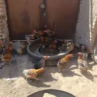 فروش 36عدد مرغ تخمی درجه یک