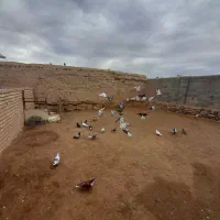 یه چخ پرشی به شرط