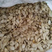 تخم کدو