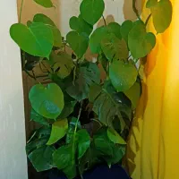 گل اپارتمانی .. مونسترای بالغ .. برگ انجیری