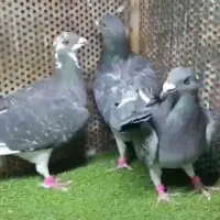 ۷ تا نر پلاکی تکاور|پرنده|شیراز, دشت چنار|دیوار