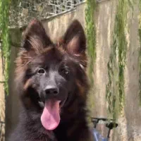 سگ ژرمن شولاین شیپرد