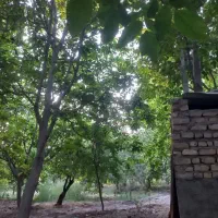 باغ600متری|فروش زمین و ملک کلنگی|قم, قلعه کامکار|دیوار