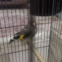 سره قناری|پرنده|مشهد, حجت|دیوار