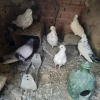 ۱۰ عدد کبوتر سالم  گوگان