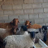 گوسفند رمانف|حیوانات مزرعه|جغتای, |دیوار