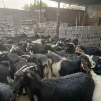 کهره نر پروار