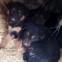 توله میکس ژرمن|سگ|کرمانشاه, |دیوار