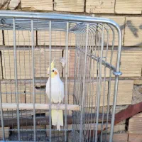 نر جوان شاه تخم لوتینو