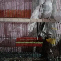 شادگان|پرنده|شادگان, |دیوار