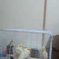 طوطی عروس هلندی