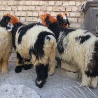فروش ۴ راس بره  شیری.میش.بز.