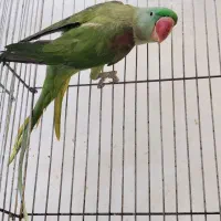 شاه طوطی ماده کینگ سایز(اسکندر)|پرنده|قم, نخودی|دیوار