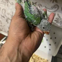 فروش ملنگو سرلاکی