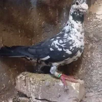 کفتر سوسکی کلاغی