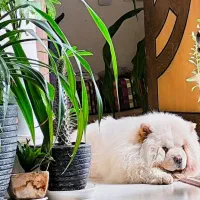 نر چاو چاو برای جفت