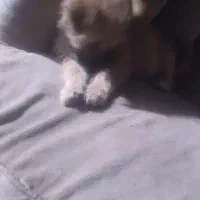 سگ پاکوتاه|سگ|گرگان, |دیوار