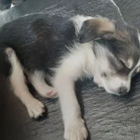 واگذاری توله سگ