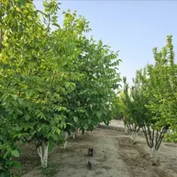 باغچه چهاردیواری۱۵۰متری ـباسندتک برگ ـ برق و آب|فروش خانه و ویلا|تهران, یافت‌آباد|دیوار