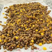 گ رطب آبادان درجه یک
