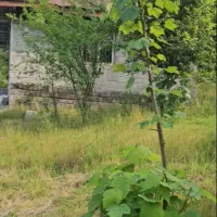 زمین هکتاری لاهیجان کوهستانی جنگلی سرمایه عالی