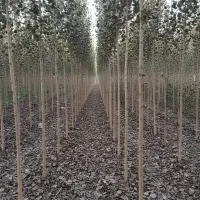 صـنوبـر بکار سود بی‌نهایت ببرهدیـه ویژه خرید امروز